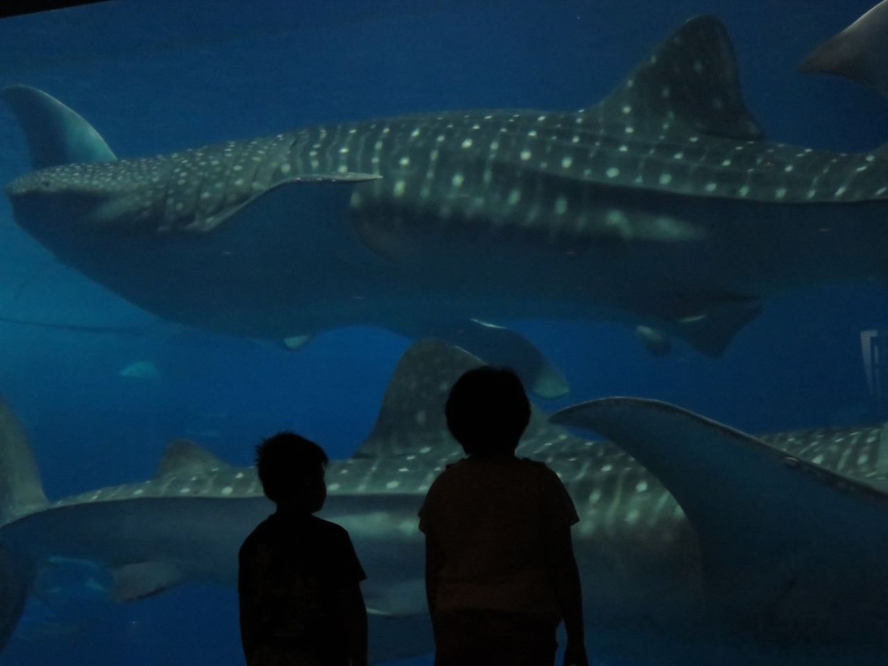 Okinawa Churaumi Aquarium
